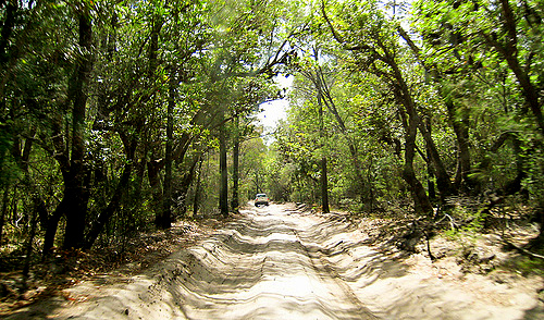 Fraser Island interior sand road