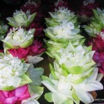 lotus flowers in Kandy, Sri Lanka