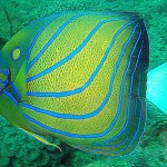 Blue Ringed Angel Fish