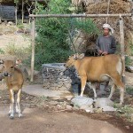 Man with cows in Amed, BAli