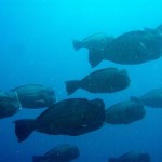 group of bumphead parrotfish, Amed, Bali