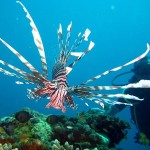 lionfish