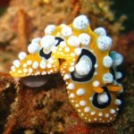 nudibranch