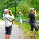 bird watching tour- langkawi- junglewalla