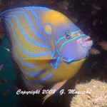 fish and marine life-Blue Ringed Angelfish- by Grahame Massicks