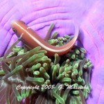 Pink anemone fish - Grahame Massicks