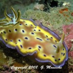 NUDIBRANCH by Grahame MAssicks NUDIBRANCHs - Grahame MAssicks