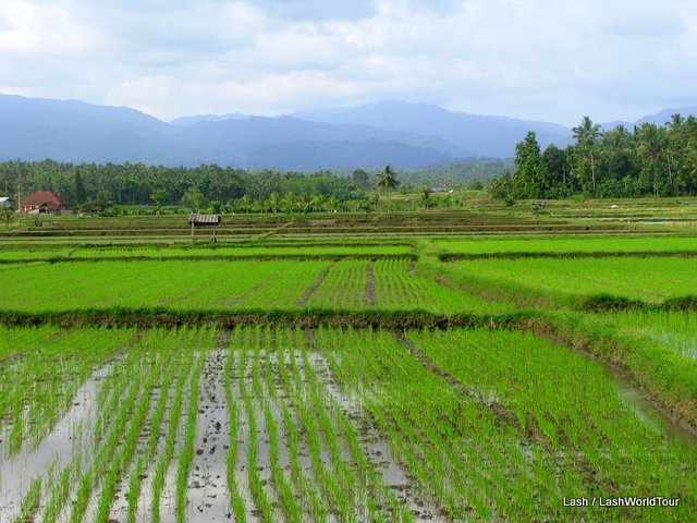 rice fields - Negara- Bali