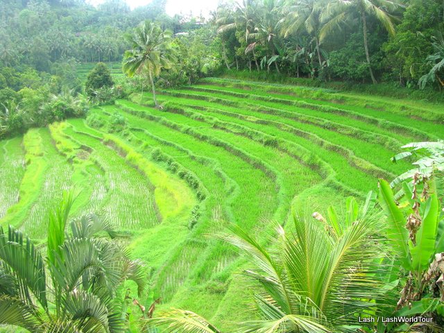 terraced rice fields - Bali