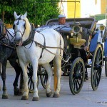 Cordoba - Horse and carriage - Spain Cordoba - Horse and carriage - Spain
