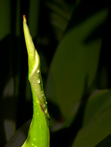 Morning Raindrops 