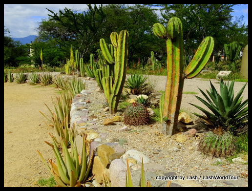 cactus garden in Oaxaca Valley