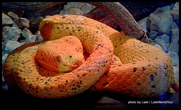 yellow pit viper at Peace Gardens animal rescue center