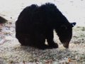 Bear in the yard- USA-