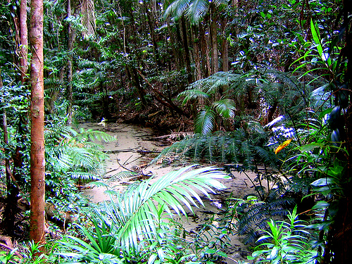Fraser island jungle