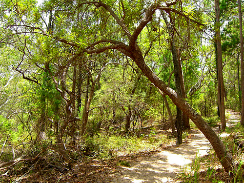 Fraser Island hiking trail