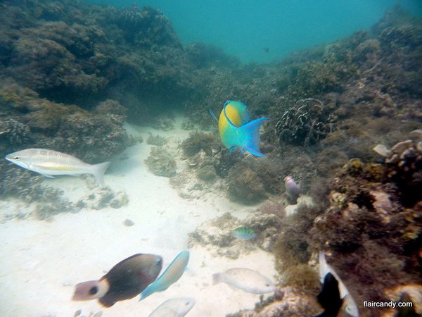 dead coral reef- Boracay Island- Philippines