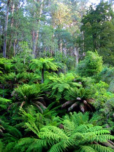WWOOFing - Australian rain forest