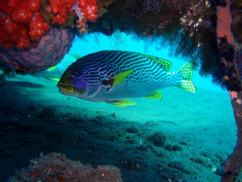 scuba diving in Bali -sweetlips hiding under corals-Amed-Bali 