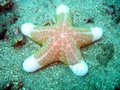 starfish on coral reef