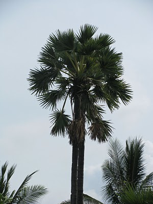 bali arak- toddy palm