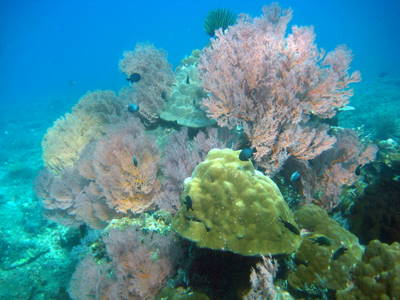 scuba diving in Bali -seafans- corals
