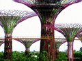 Supertrees in Singapore