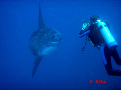 Diver in Bali with mola mola
