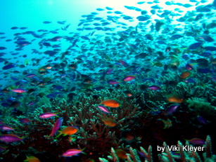 tropical fish on coral reef- Amed- Bali 