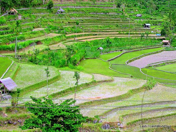 sights of Bali - terraced rice fields