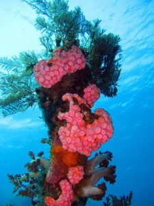 corals offshore at Amed Bali