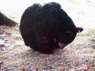travel story- Bear in the yard- USA