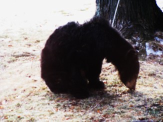 travel story- Bear in the yard- USA