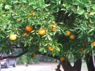 orange tree- St petersburg
