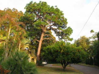 TRAVEL STORY- USA- Georgia trees