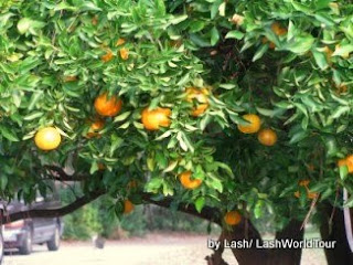 BEST FOOD IN AMERICA- Florida oranges