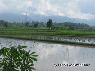 cycling bali- rice fields- north Bali 