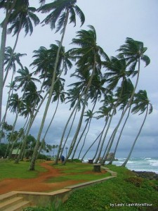 Coconut palms in storm - photos of Sri Lanka