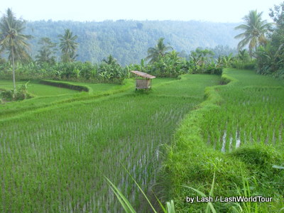 cycling bali - terraced rice fields- central Bali