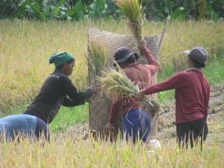 bali photos- rice field workers-central Bali