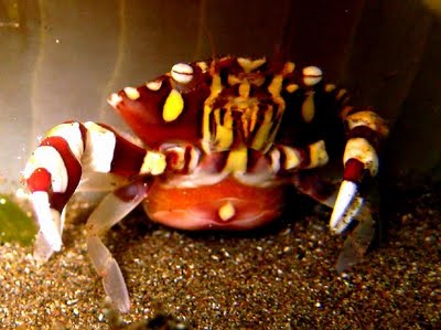 macro life- harlequin crab- Amed- Bali - tropical reef- 
