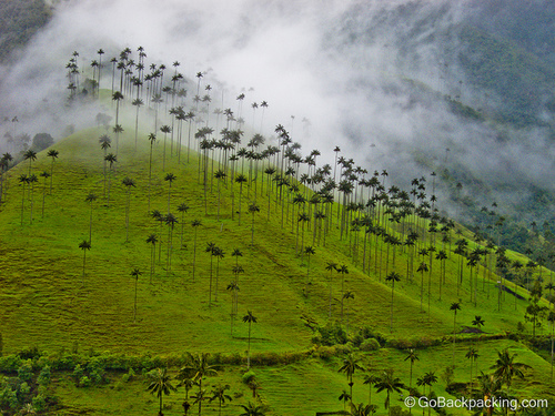 wax palms - cocora valley -colombia