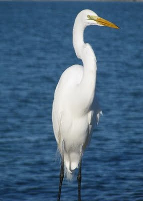 FLORIDA water birds- egret