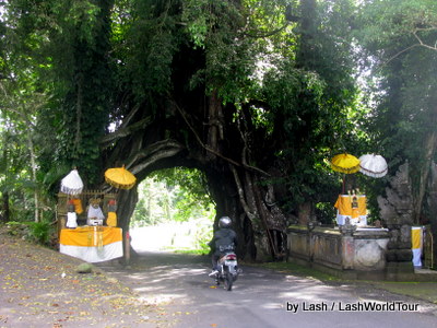 around Bali - drive through tree- central Bali 