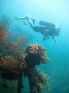 diving story- diver - coral reef- Amed-Bali 