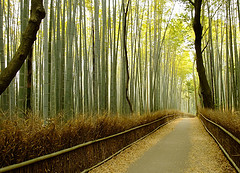 bamboo forest in Arashiyama - western Kyoto