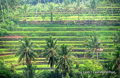 terraced rice fields- central Bali