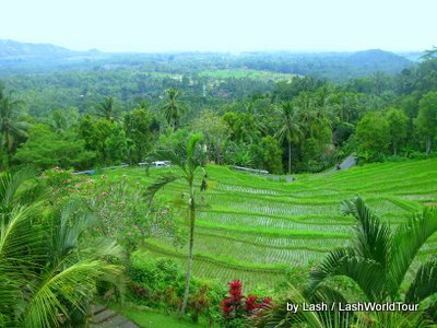 terraced rice fields overlooking South Bali coast
