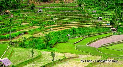 terraced rice fields- Amed- Bali 