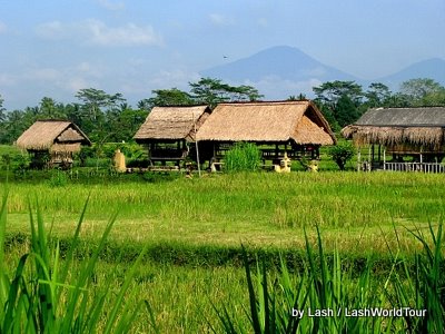 rice fields- central Bali 